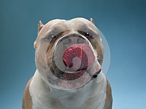 A close-up of a content American Bulldog dog, its tongue lolling out