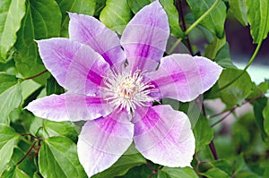 A close up contrasting image of a lilac-colored full-blown flower named clematis