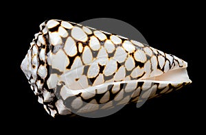 Close-Up of Conus Marmoreus Shell