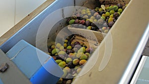 Close up of conveyor transfering unsorted and unwashed olives for next stage on olive oil producing factory