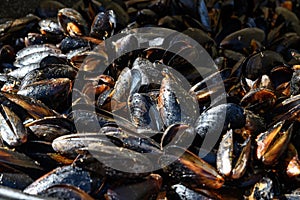 Close up of cooked mussels at a street food festival, ready to eat seafood photographed with soft focus