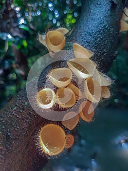 Close up Cookeina tricholoma or Phylum Ascomycota,orange mushrooms in nature background. photo