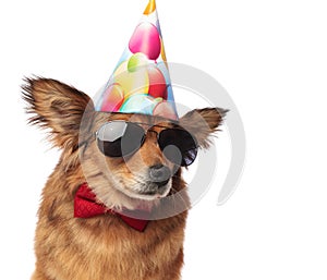 Close up of cool classy dog ready for birthday party