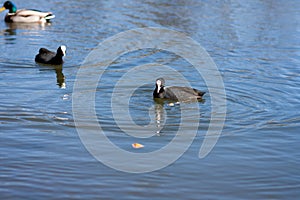 Close up of a coot swimming in the water