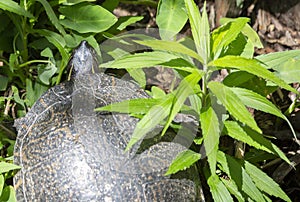 Close-Up Of A Cooter Turtle