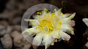 Close up  Copiapoa with flower, desert plant with flower, desert plant