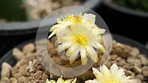 Close up  Copiapoa with flower, desert plant with flower, desert plant