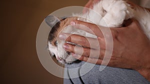 Close-up copped shot of unrecognizable owner holding cat and petting. Male owner stroking kitten, hugging at home. Furry