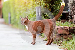 Close up the Copper Burmese Cat in the garden. Animal pet concept