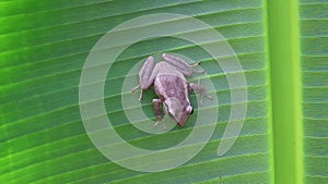 a close-up of a coqui frog on a green banana leaf