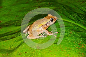 Close up of coqui frog on a green leaf photo