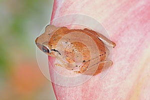 Close up of coqui frog on a pink leaf photo