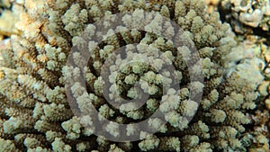 Close-up of a Coral Acropora polyps