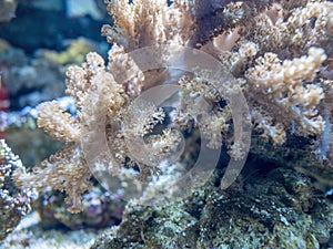 Close-up of coral branch-like structures growing in an aquarium photo