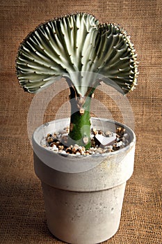 Coral Candelabra cactus fan-shaped photo