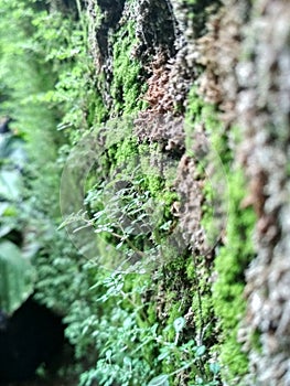 CLOSE UP CORAL GRASS AND MOSS IN TROPICAL WALL 1