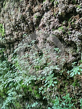 CLOSE UP CORAL GRASS AND MOSS IN TROPICAL WALL