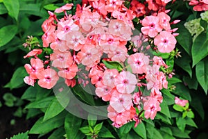 A close up of coral-pink flowers of Phlox paniculata garden, perennial or fall phlox of the `Sweet Summer Dream` cultivar