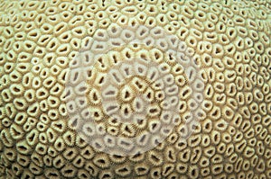 Close up for coral polyps