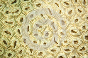 close up for coral polyps