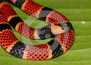Close up of Coral Snake, Micrurus alleni