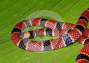 Close up of Coral Snake, Micrurus alleni