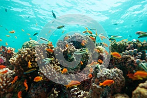 Close-up of corals and fishes