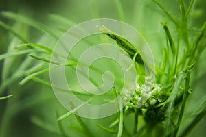 Close-up of a Coriander pistil in a farm