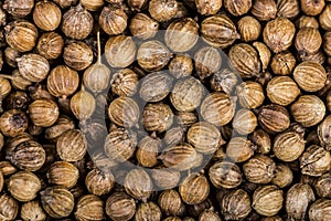 Close up of coriander seeds, suitable as background image. Spicery background. Seeds of coriander can sprout for microgreen