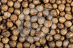 Close up of coriander seeds, suitable as background image. Spicery background. Seeds of coriander can sprout for microgreen photo