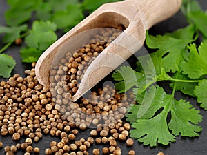 close up of coriander seeds in wooden spice spoon and fresh coriander leaves on black slate background