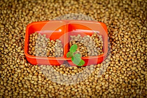 A close up of Coriander seeds on a wooden spoon,Organic Dried coriander seeds (Coriandrum sativum) in wooden bowls with spoon,