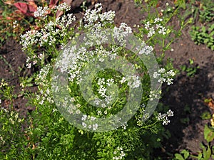 Close up of the Coriandrum Flowers.White flowers of Coriander in the vegetable Farm. Cilantro small flowers blooming in