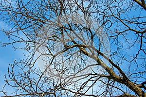 Close-up of a cork tree. Cork oak or Quercus suber in Latin