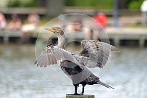 Close up of Cormorant