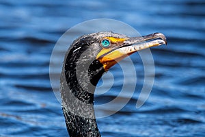Close up of a cormorant with blue eyes