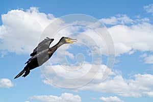 Close up of Cormorant coming into land with wings braced and beak open against blue sky with white clouds