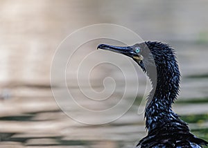 Close up of a cormorant