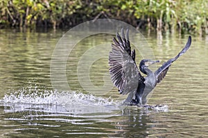 Close up of a cormorant landing on lake surface with wings spread