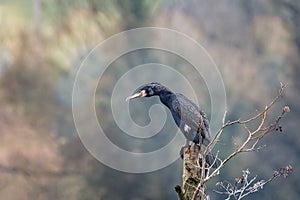 Close up of a Cormorant perched in the top of tree stump with large webbed feet