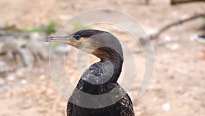 Close up cormorant sitting in aviary of zoo.