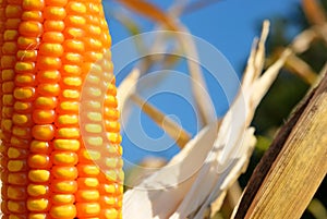 Close up on corn