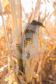 Close-up of corn cob affected by rot disease