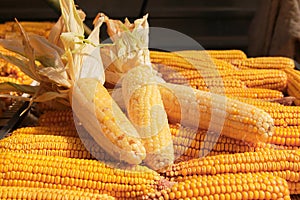 Close up of corn cobs, grains of ripe corn