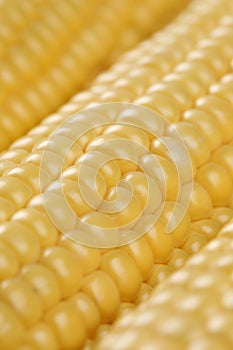 Close up of corn cobs in a row