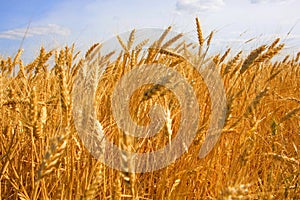 Close-up of the corn crop