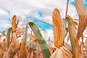 Close up of corn ear in maize crops field