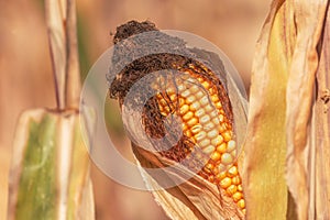 Close up of corn ear in maize crops field