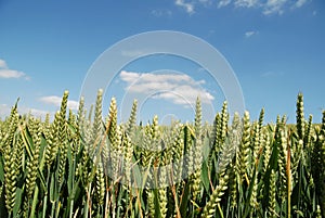 Close up of corn in a field