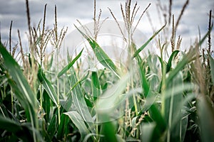 A Close Up Of A Corn Field And Cloudy Sky